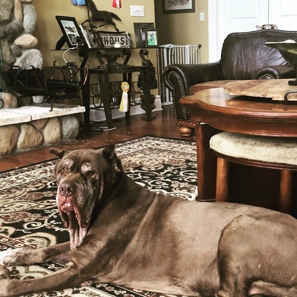 temperament of Neapolitan Mastiff