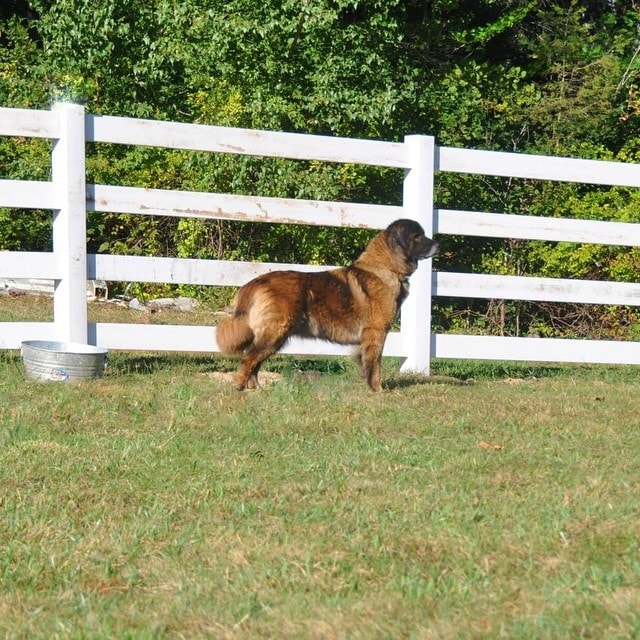 training process of Estrela Mountain dogs