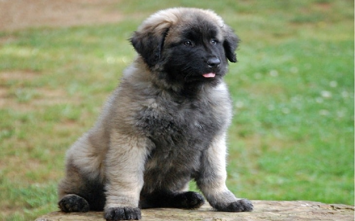 training process of Estrela Mountain dogs