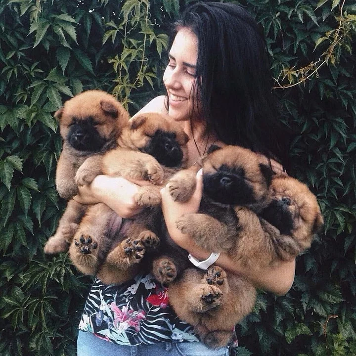 Women carrying Chow Chow Puppies