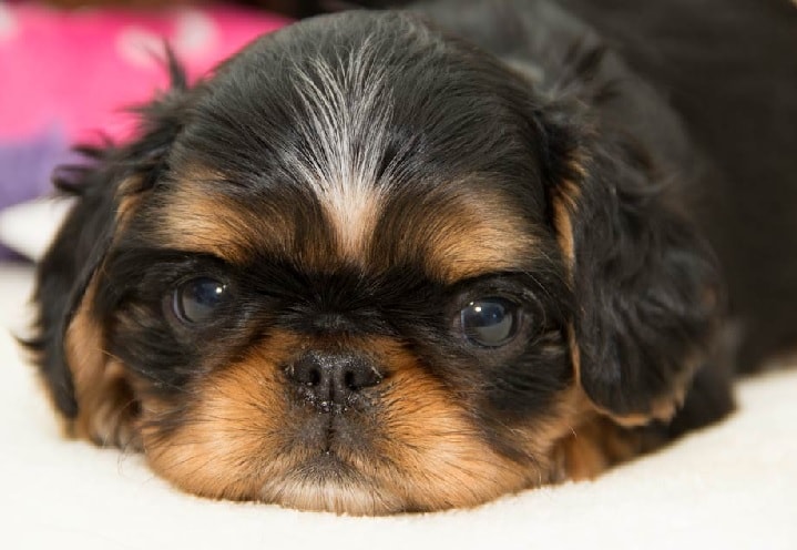 2 weeks English Toy Spaniel