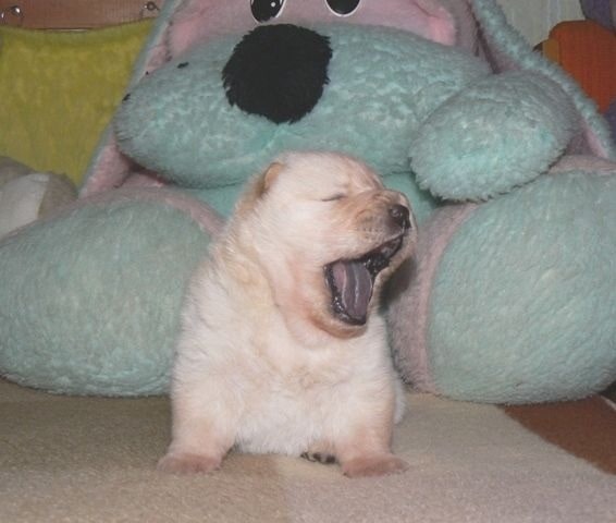 Chow Chow Yawning.