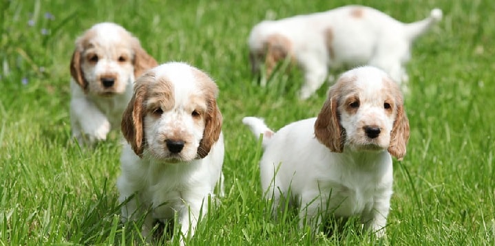 5 weeks old English Toy Spaniel Puppies