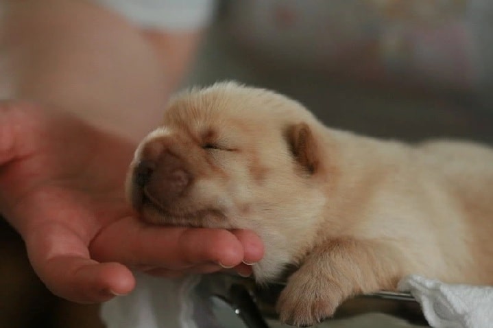 newborn chow chow puppies