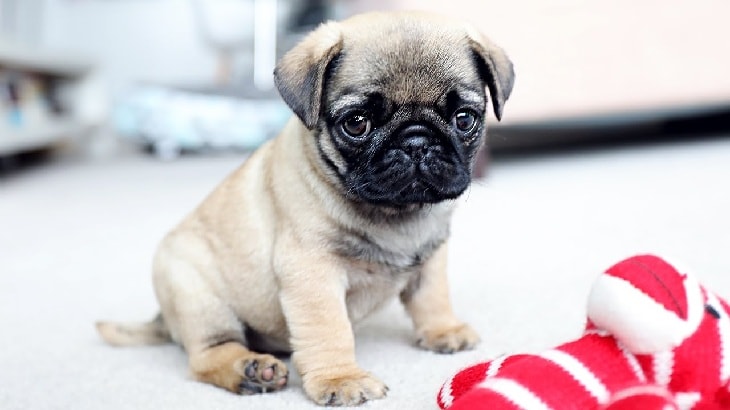 how do i deal with my pug puppy