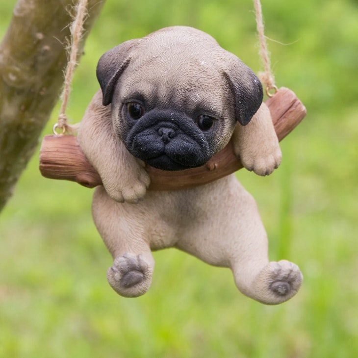 10 Amazing Cute Pictures of Pug Puppies That Will Make You Go Aww!