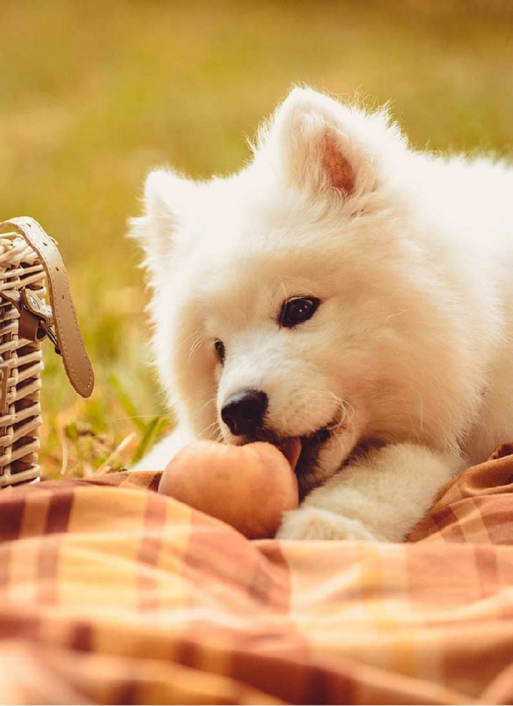 can a dog eat peaches