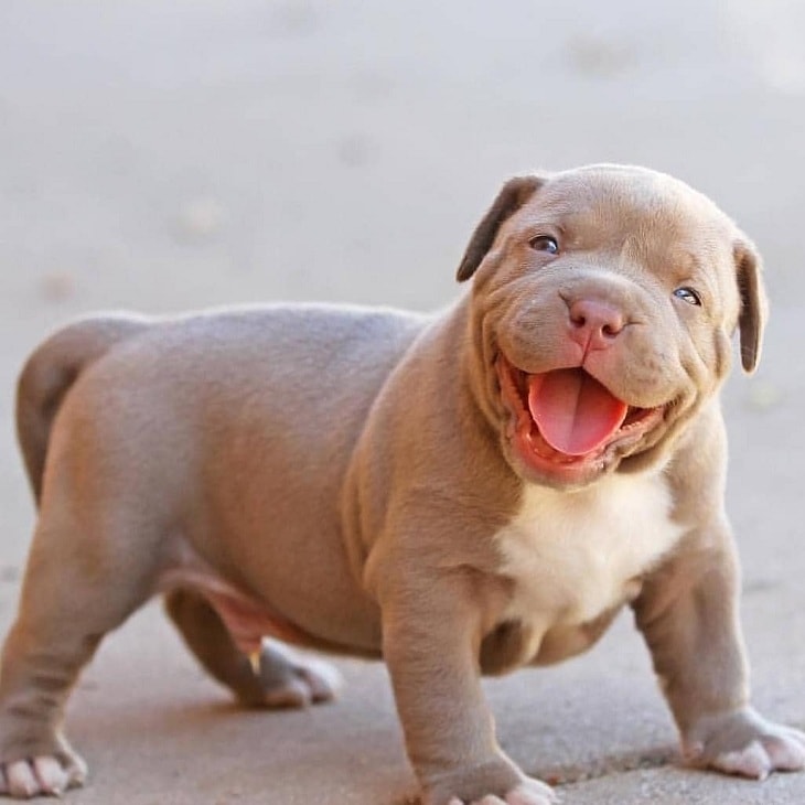 are pit bulls and bulldogs in the same family