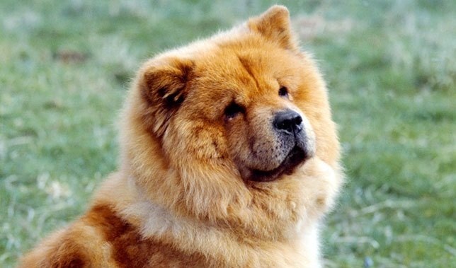 at what age is a chow chow full grown