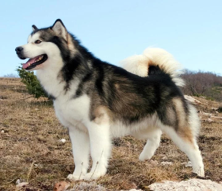 Alaskan Malamuta which is similar to Siberian Husky