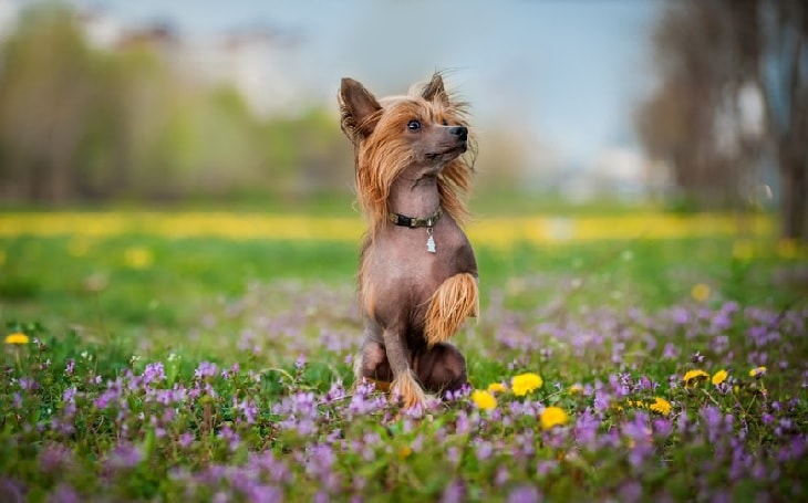 Beautiful Hairless Chinese Crested Dog.