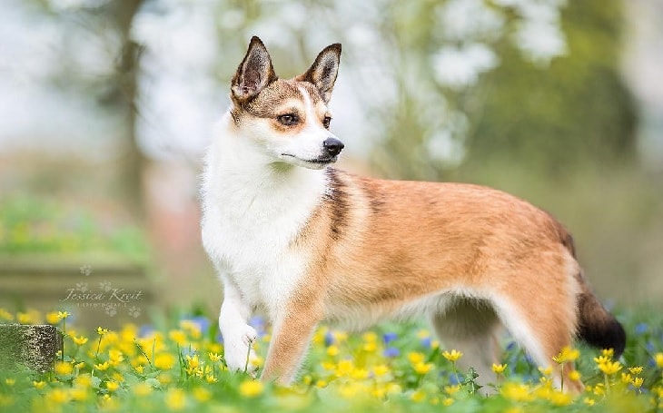 Beautiful Norwegian Lundehund Dog Breed.