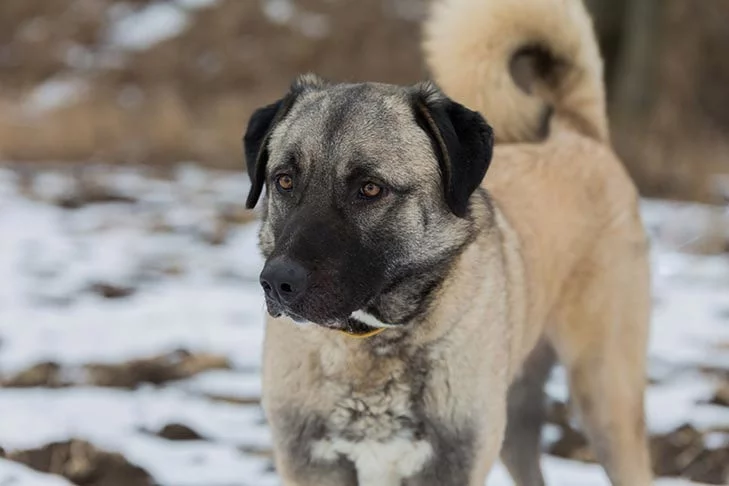 Anatolian Shepherd which is similar to Romanian Mioritic Shepherd
