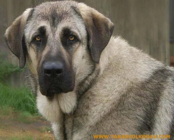 Anatolian shepherd which is similar to Rafeiro do Alentejo