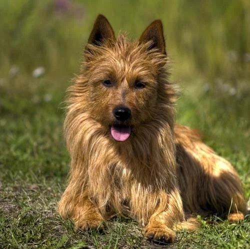 Australian Terrier which similar dog breed to Silky Terrier
