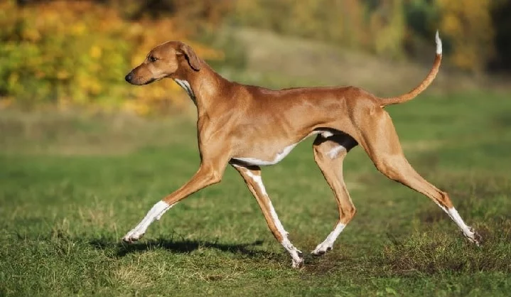 Azawakh dog which is similar to Sloughi