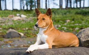 basenji lab mix puppies