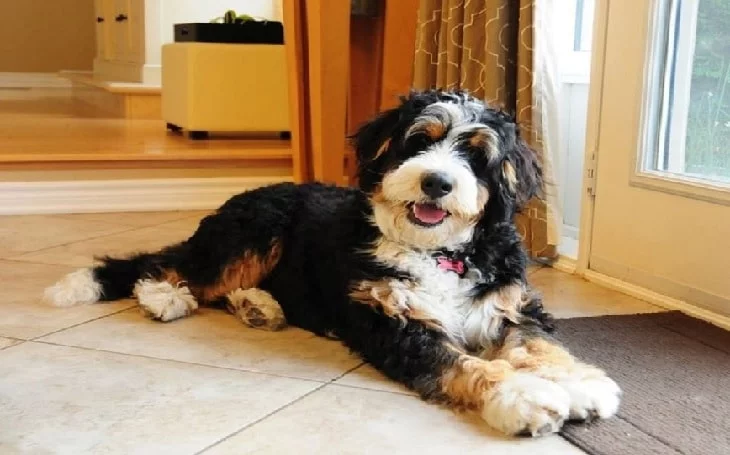Bernedoodle.
