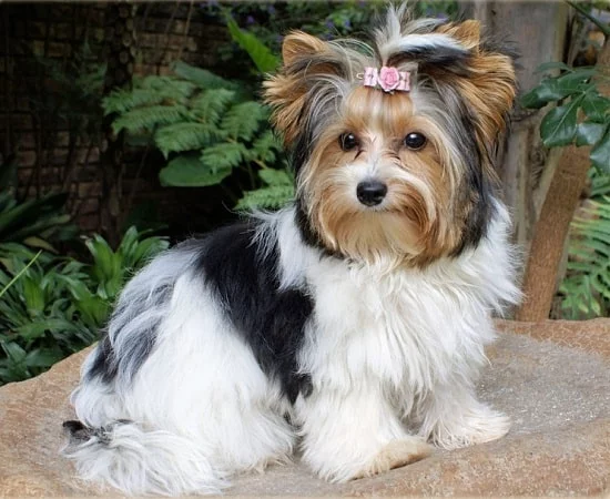 Biewer which similar dog breed to Silky Terrier