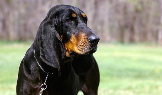 Black and Tan Coonhound which is similar to Slovensky Kopov