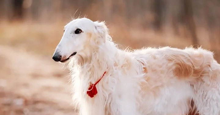 Borzoi dog which is similar to Sloughi