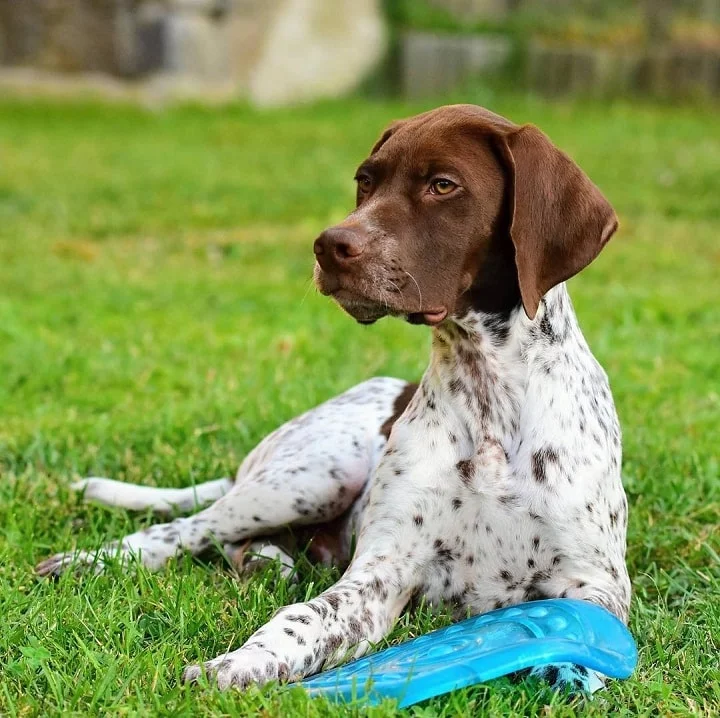 Braque Francai Pyrenean which is similar to Portuguese Pointer