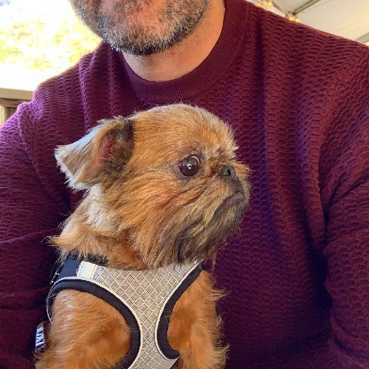 are brussels griffons intelligent dogs