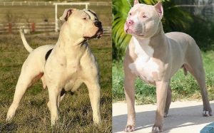 American Bulldog and Pitbull side by side.