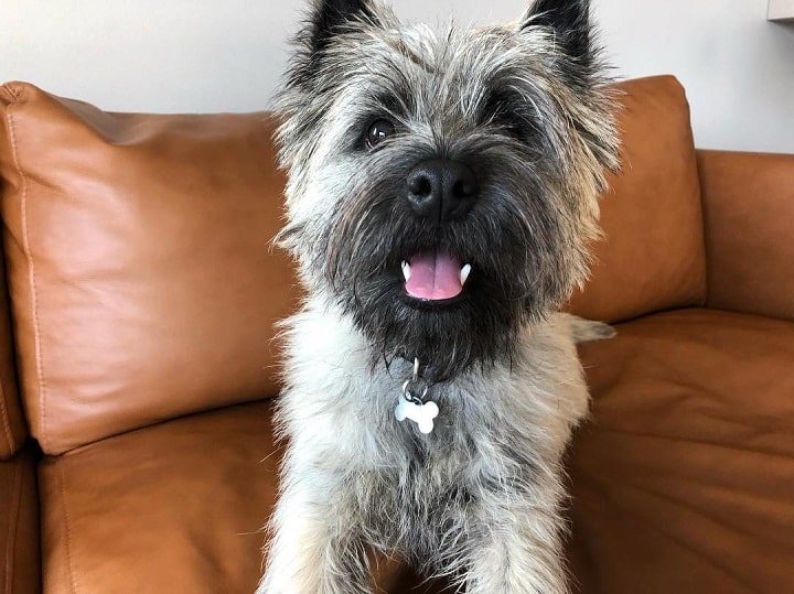 Cairn Terrier which is similar to Skye Terrier