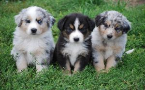 Three cute Catahoula puppies.
