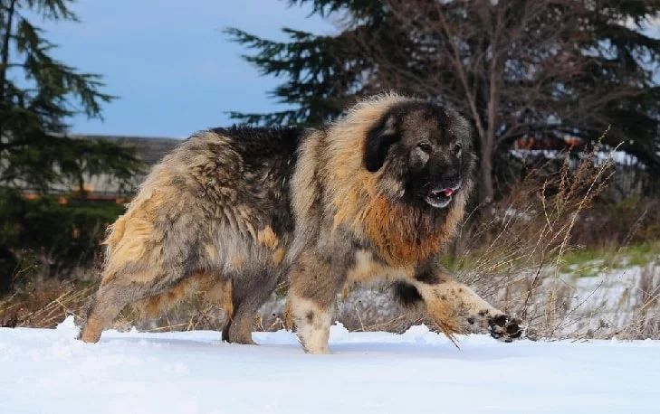 Caucasian Shepherd Dog which is similar to Rafeiro do Alentejo