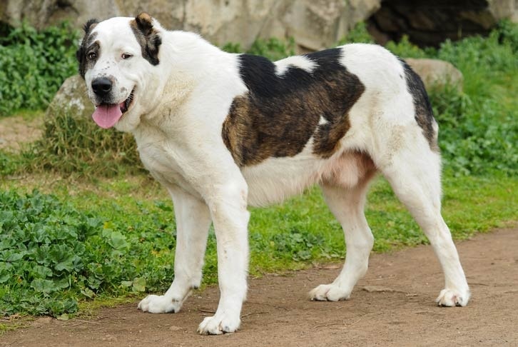 Central Asian Shepherd Dog which is similar to Rafeiro do Alentejo
