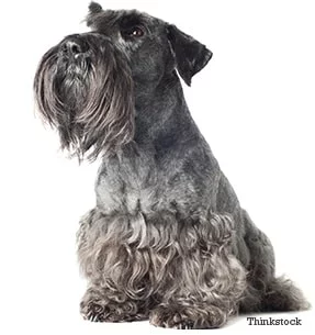 Cesky Terrier which is similar to Skye Terrier