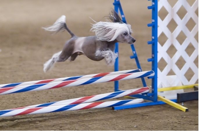 temperament of Chinese Crested dog