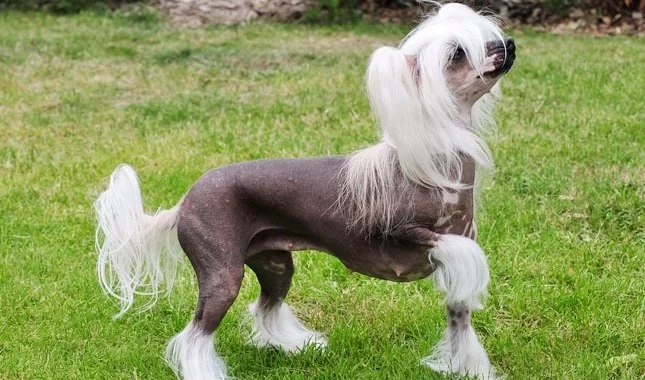 Chinese Crested which is similar to Peruvian Inca Orchid