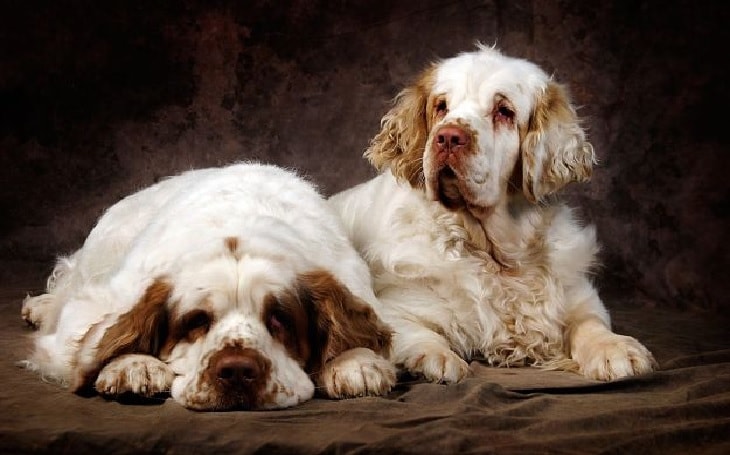 Beautiful Clumber Spaniel Dog.