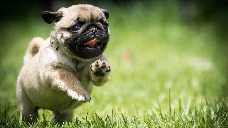 10 Amazing Cute Pictures of Pug Puppies That Will Make You Go Aww!