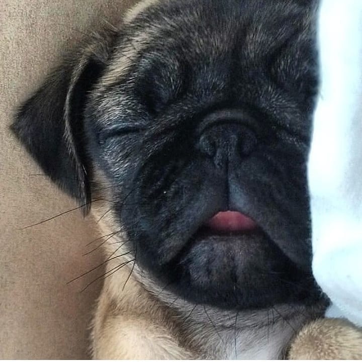 10 Amazing Cute Pictures of Pug Puppies That Will Make You Go Aww!