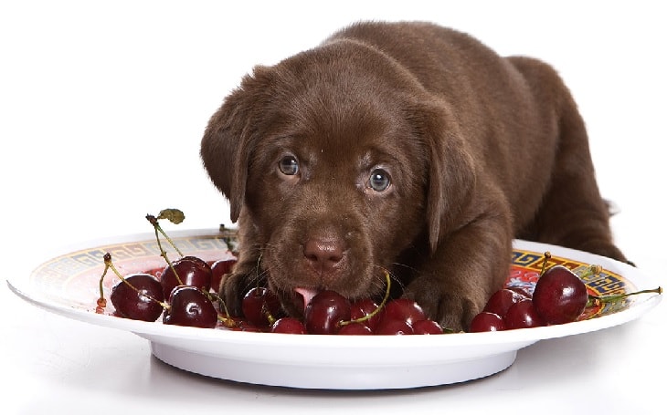 can dogs eat frozen cherries