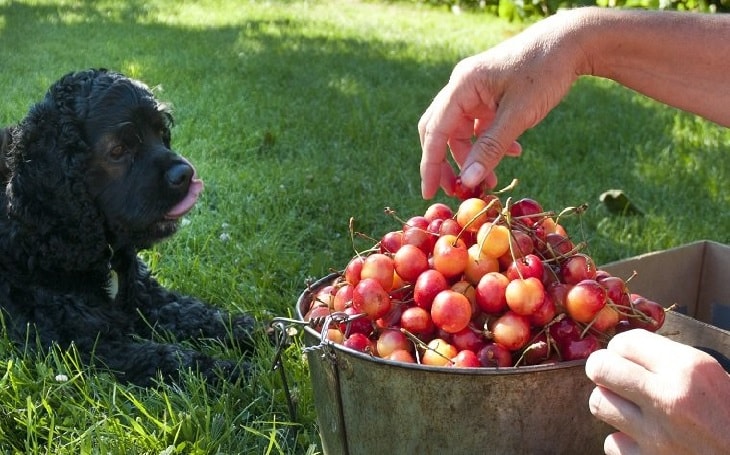 Know Why Cherries are Harmful To Dogs? Know Effects of ...