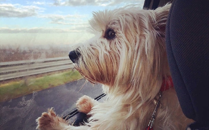 A dog in train.