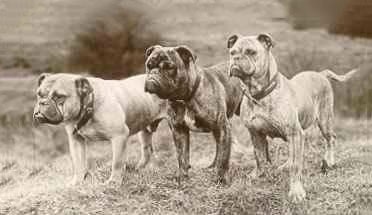 Victorian Bulldog history