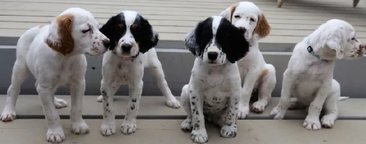 English Pointer puppy cost