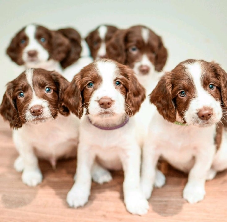 English Springer Spaniel Puppies Behavior And Characteristics In English Springer Spaniel Puppies Behavior And Characteristics In