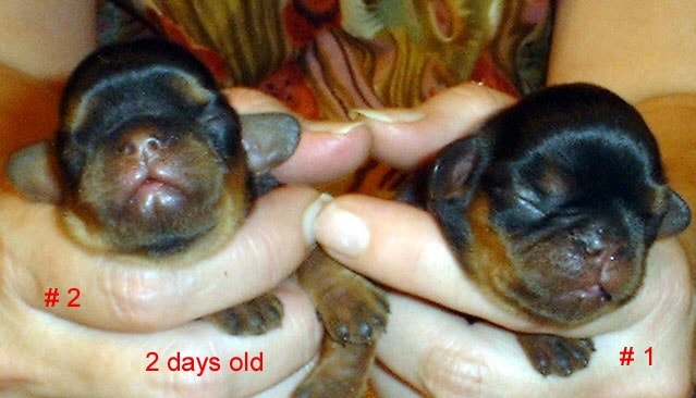 English Toy Spaniel newly born Puppies