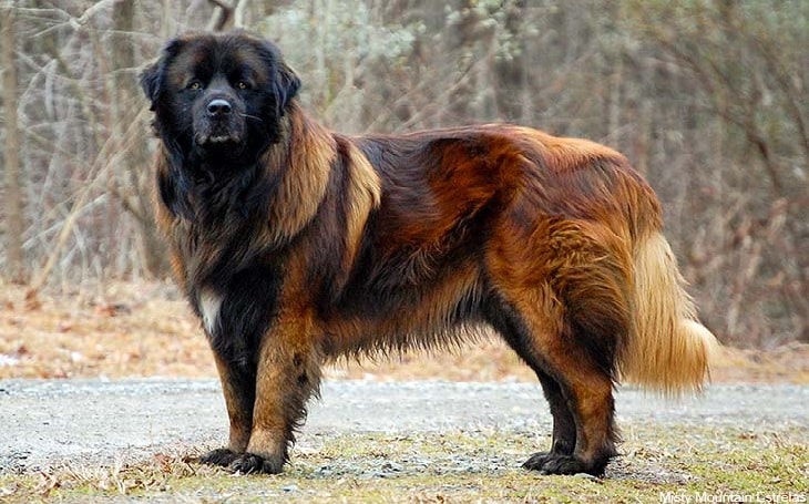 Estrala Mountain Dog Breed.