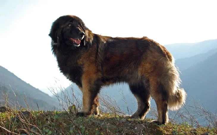 Sturdy Estrela Mountain Dog.