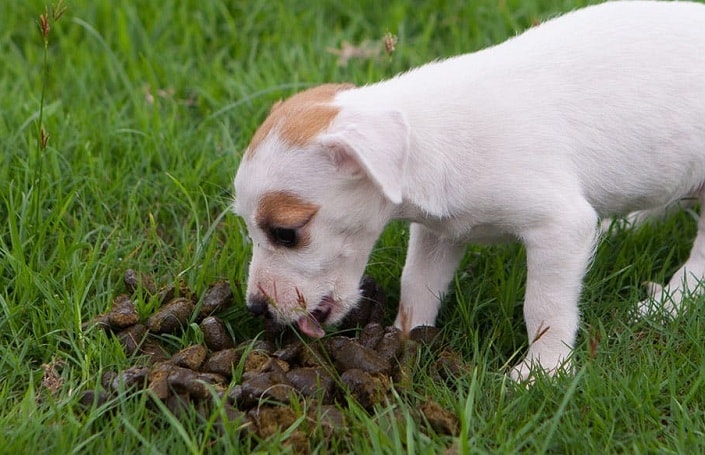 A dog eating poop.