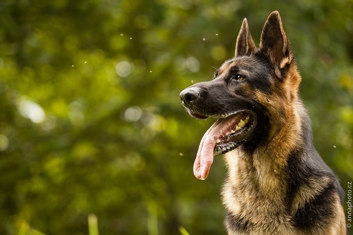 German Shepherd Dog which is similar to Rottweiler