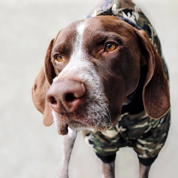 German Shorthaired Pointer which is similar to English Pointer